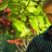 Олег